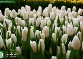 Tulipa Mrs. Medvedeva (2)